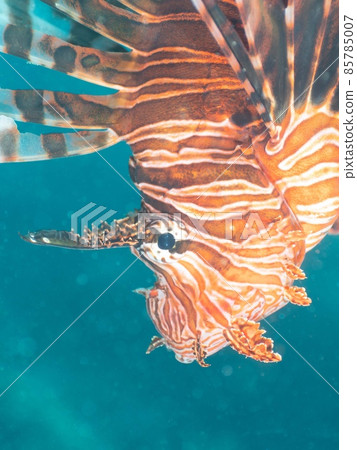 Hanturkey魚 Hanturkey魚 85785007