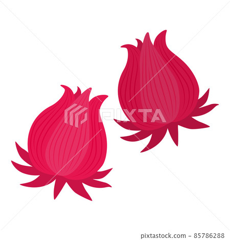 Roselle illustration Roselle illustration 85786288