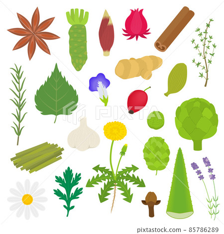 Herbal illustration set 85786289