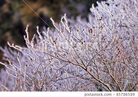 谷川霧凇 85786589