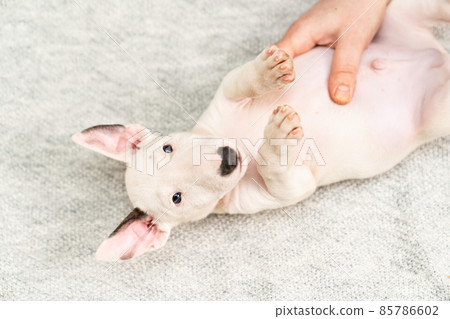 hands stroke tummy of mini bull terrier puppy lying on its back on gray blanket. 85786602