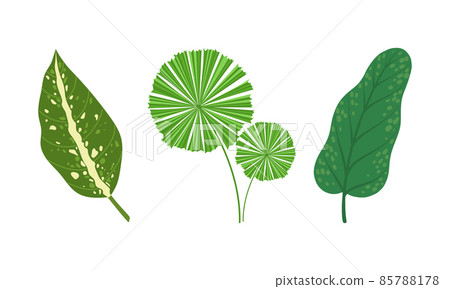Tropical Leaf on Stem as Exotic Flora Vector Illustration Set 85788178