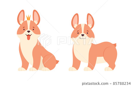 Welsh Corgi with Short Legs and Brown Coat Sitting and Standing Vector Set 85788234