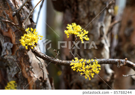 Sanshuyu (Yamushi) 85788244