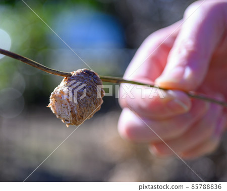 Mantis egg Mantis egg 85788836