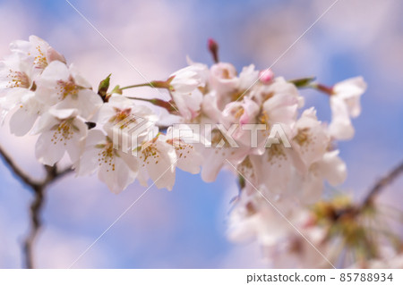 櫻花櫻 85788934