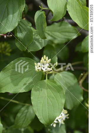 Common Dogwood Common Dogwood 85789505