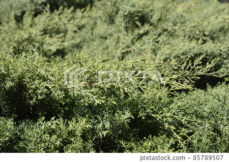 Juniper Hetzii Juniper Hetzii 85789507
