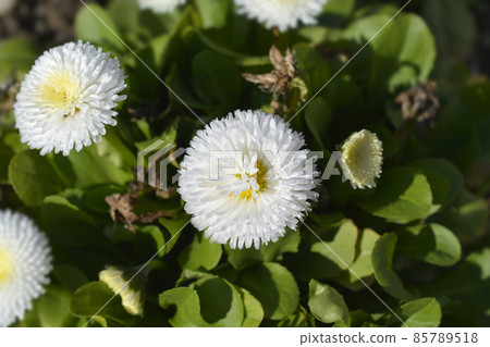 English daisy Pomponette English daisy Pomponette 85789518