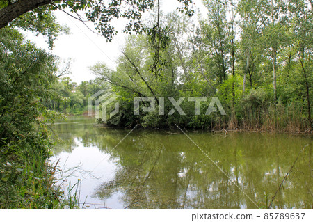 Beautiful lake on summer 85789637