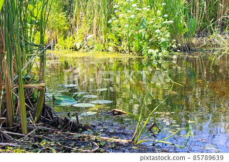 Aquatic plants in a swamp Aquatic plants in a swamp 85789639