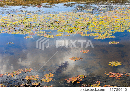 Aquatic plants in a swamp Aquatic plants in a swamp 85789640