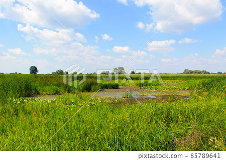 Aquatic plants in a swamp Aquatic plants in a swamp 85789641