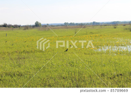 Spring landscape 85789669