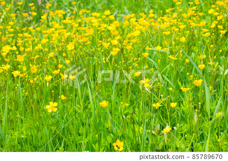 Yellow buttercups on meadow 85789670