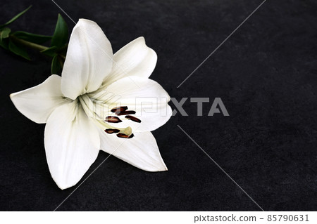 White delicate lily flowers with petals, condolence flower background card, funeral concept image, selective focus, shallow DOF 85790631
