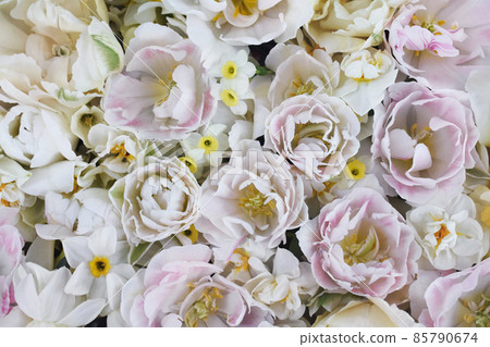 Blossoming white and light pink tulips, daffodils and spring flowers festive background, bright springtime bouquet floral card, selective focus 85790674