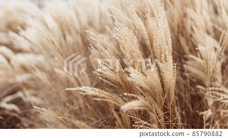 Abstract natural background of soft plants Cortaderia selloana. Pampas grass on a blurry bokeh, Dry reeds boho style. Fluffy stems of tall grass in winter 85790882