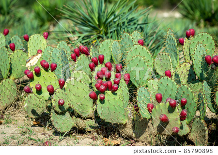 Close up of Opuntia ficus-indica is also known as Prickly Pear, Indian Fig or Mission Cactus - selective focus Close up of Opuntia ficus-indica is also known as Prickly Pear, Indian Fig or Mission Cactus - selective focus 85790898