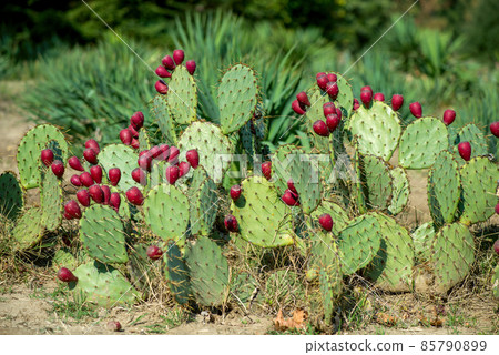 Close up of Opuntia ficus-indica is also known as Prickly Pear, Indian Fig or Mission Cactus - selective focus Close up of Opuntia ficus-indica is also known as Prickly Pear, Indian Fig or Mission Cactus - selective focus 85790899