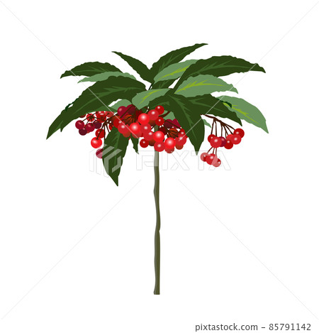 Illustration of Manryo with bright red fruit 85791142