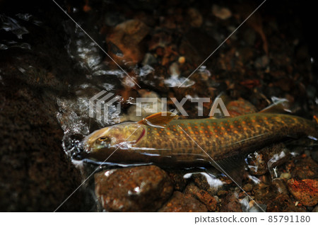 木曾谷的大和炭被蒼蠅捕獲 木曾谷的大和炭被蒼蠅捕獲 85791180