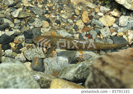 木曾谷的岩名被蒼蠅捕獲 85791181