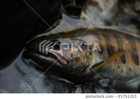 被蒼蠅捕獲的信州木曾谷的結婚色天子（Tanabira） 85791203