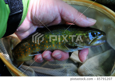Yamato char in Kaida plateau, Shinshu caught by fly 85791207