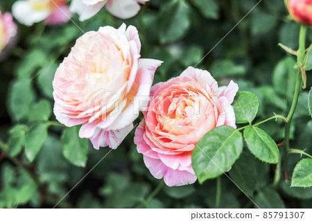 Roses blooming in the rose garden Roses blooming in the rose garden 85791307