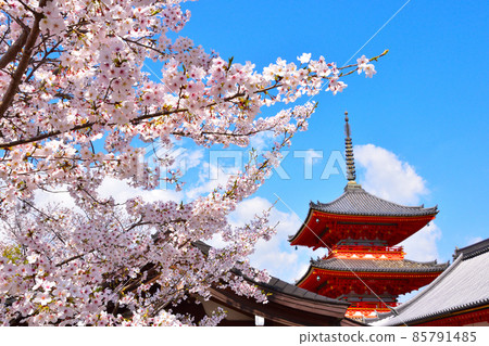 Spring Kiyomizu Temple 85791485