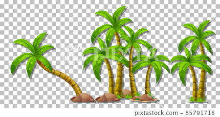 Palm trees on transparent background Palm trees on transparent background 85791718