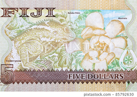 Iguana and Balaka palm from Fijian money Iguana and Balaka palm from Fijian money 85792630