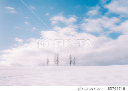 5 trees in Biei, Hokkaido 5 trees in Biei, Hokkaido 85792746