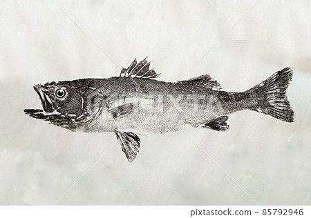 Gyotaku:展現整個鈴木(鱸魚)的作品 Gyotaku:展現整個鈴木(鱸魚)的作品 85792946