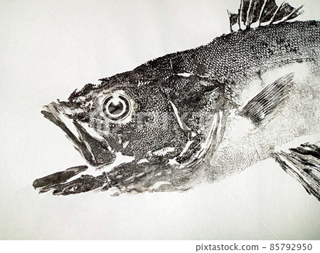 Gyotaku：身體的前半部分以鱸魚的頭部為中心 85792950