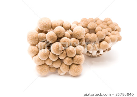 Brown shimeji mushroom isolated on white background. Japanese food 85793040