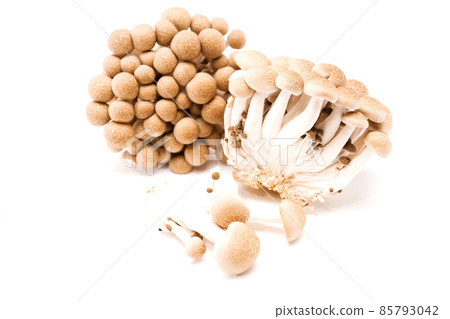 Brown shimeji mushroom isolated on white background. Japanese food 85793042