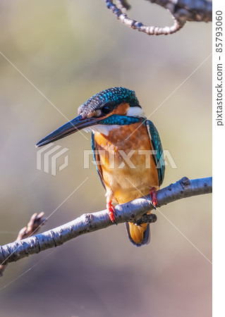 一隻雄性翠鳥呆在樹上的特寫圖像 85793060