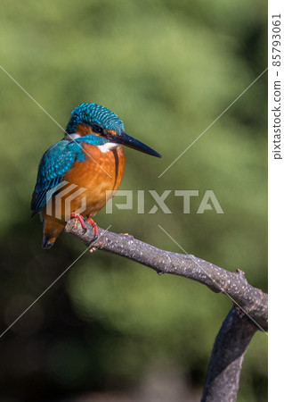 一隻雄性翠鳥呆在樹上的特寫圖像 85793061