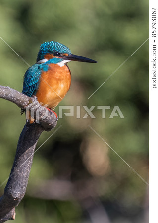 一隻雄性翠鳥呆在樹上的特寫圖像 85793062