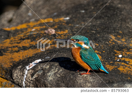 一隻雄性翠鳥留在岩石上的特寫鏡頭 一隻雄性翠鳥留在岩石上的特寫鏡頭 85793063