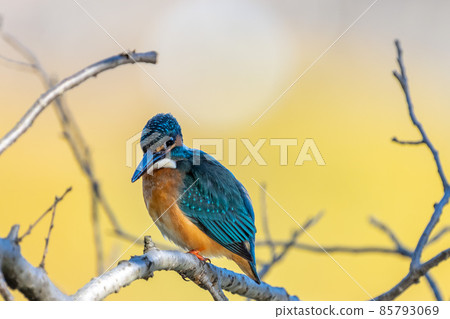 一隻雄性翠鳥呆在樹上的特寫圖像 85793069