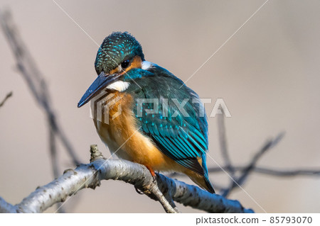 一隻雄性翠鳥呆在樹上的特寫圖像 85793070