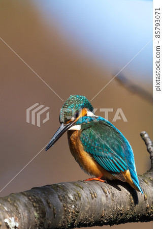 一隻雄性翠鳥呆在樹上的特寫圖像 85793071