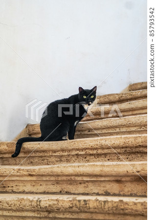 Roman stray cat (Italy) 85793542