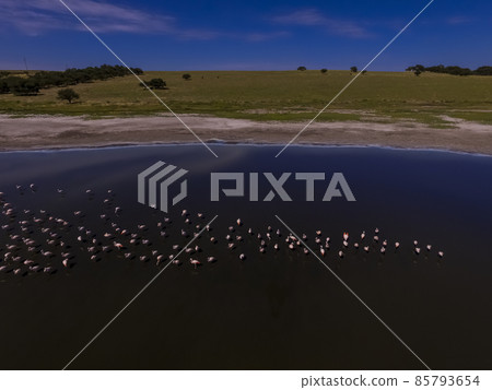 Flamingos flock in Patagonia, Aerial view,Argentina Flamingos flock in Patagonia, Aerial view,Argentina 85793654