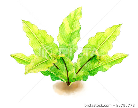 Fern plant (asprenium) hand-painted watercolor illustration material of foliage plants 85793778