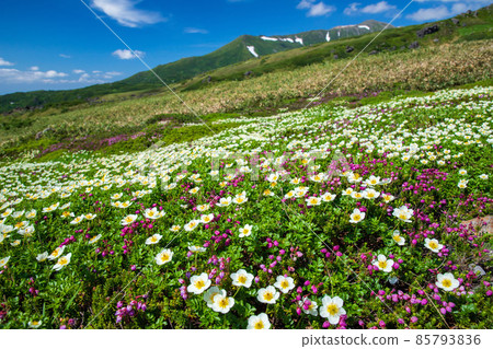 Flower field in the Daisetsu mountain range Flower field in the Daisetsu mountain range 85793836