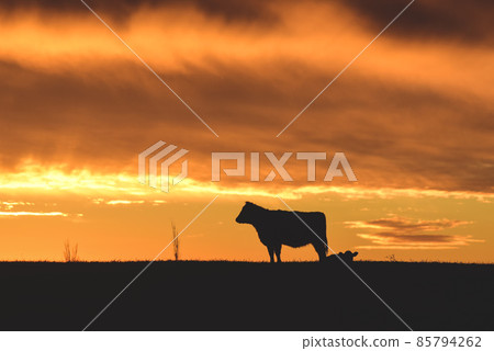 Cows fed grass, in countryside, Pampas, Cows fed grass, in countryside, Pampas, 85794262